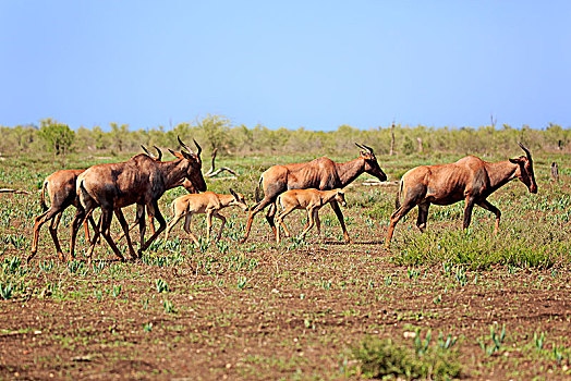 转角牛羚,牧群,小动物,走,草地,克鲁格国家公园,南非,非洲