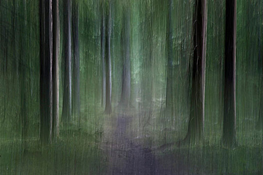 树林,抽象,挪威,欧洲
