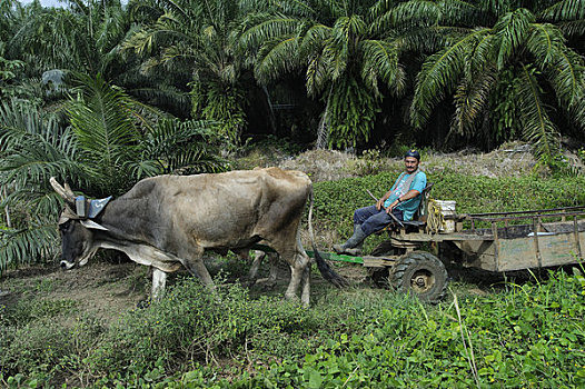 哥斯达黎加,靠近,牛,手推车,种植园