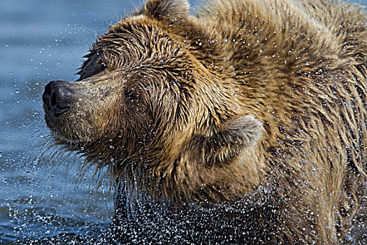 大灰熊,棕熊,抖动,水,克拉克湖,国家公园,阿拉斯加