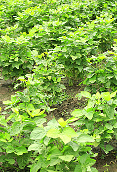 甘薯,花园,作物,生长