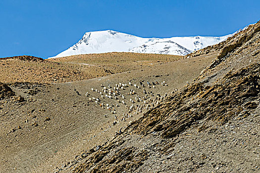 荒芜,风景,成群,山羊,雪山,区域,查谟-克什米尔邦,印度,亚洲