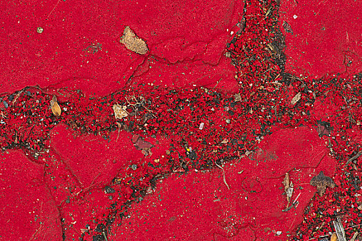 红色,苔藓,人行道,维多利亚,不列颠哥伦比亚省,加拿大