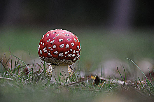 伞菌,蘑菇