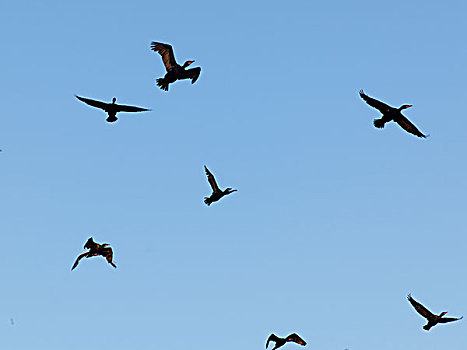 鸟群,飞,空中,湖,木头,安大略省,加拿大
