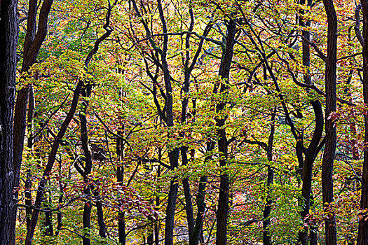 木头,彩色,叶子,秋天,哈尔茨山,萨克森安哈尔特,德国