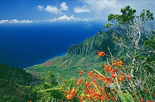 夏威夷,考艾岛,纳帕利海岸,远眺,卡拉拉乌谷,鲜明,橙花