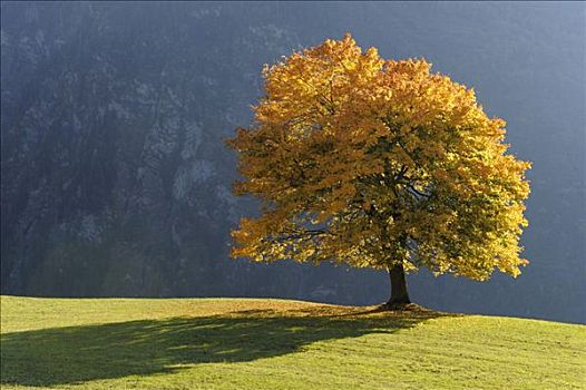 酸橙树,椴树属,秋天,彩色,瑞士,欧洲