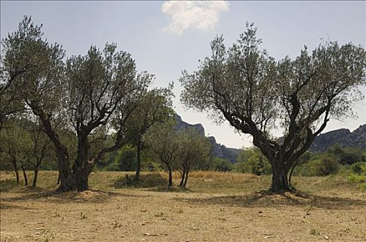 橄榄树,靠近,普罗旺斯,法国