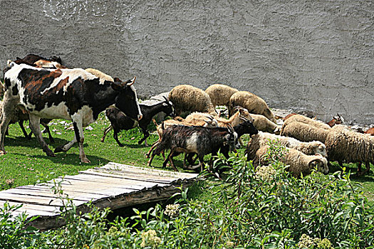 放牧,母牛,绵羊,山羊