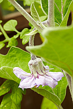 茄子,花