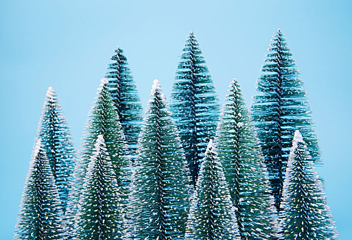 蓝色背景中的圣诞树雪松模型