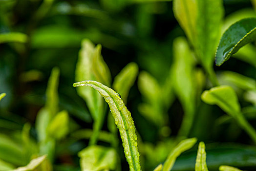 重庆天坪万亩茶叶基地茶树