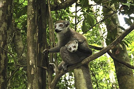 冠,狐猴,女性,幼仔,安卡拉那特别保护区,马达加斯加