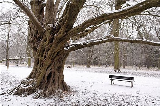 长椅,树,冬天