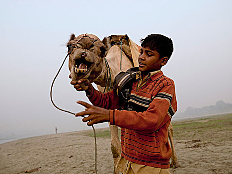 印度,男孩,骆驼