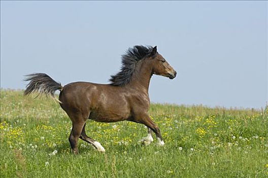 小马,一岁,种马,驰骋,花,草地
