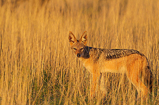 黑背狐狼,黑背豺,站立,草地,卡拉哈里沙漠,卡拉哈迪大羚羊国家公园,南非,非洲
