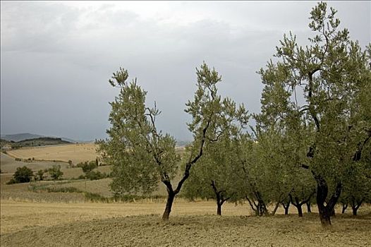 橄榄林,托斯卡纳,意大利