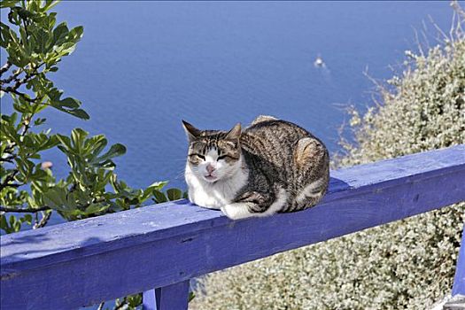 猫,享受,太阳,希腊