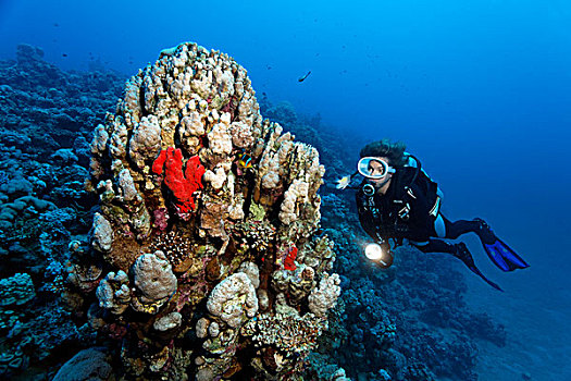 珊瑚,几个,石头,海绵,约旦哈希姆王国,红海,西亚
