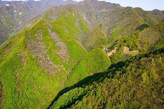 秦岭山春色