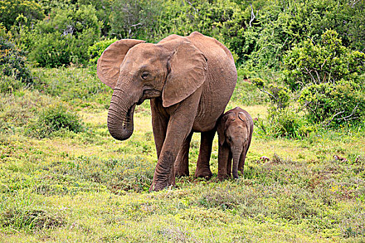 非洲象,觅食,幼兽,阿多大象国家公园,东开普省,南非,非洲