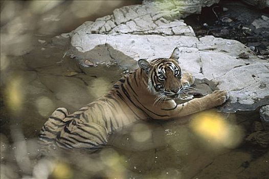 孟加拉虎,虎,幼兽,降温,放入,水,伦滕波尔国家公园,印度