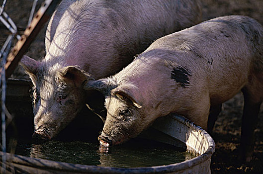 两个,猪,喝,水
