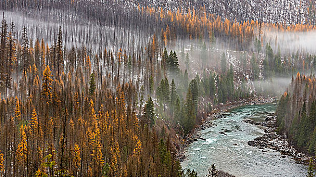 雾,秋天,落叶松,北方,河,冰川国家公园,蒙大拿,美国