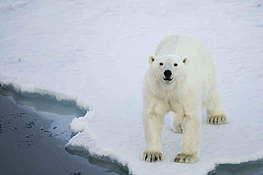 格陵兰,声音,北极熊,站立,边缘,海冰,水