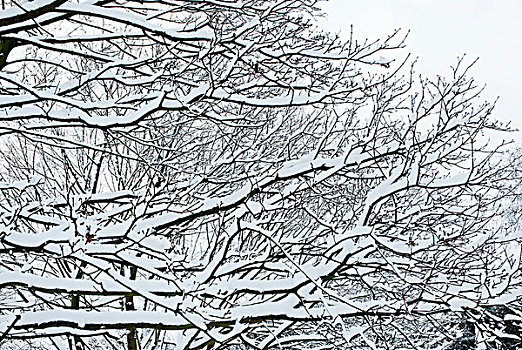 积雪,枝条