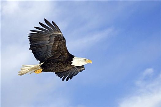 白头鹰,飞行,肯奈半岛,阿拉斯加,冬天