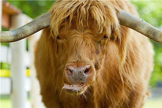 苏格兰,牛