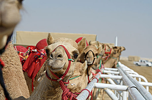 赛骆驼,多哈,卡塔尔,阿联酋,中东