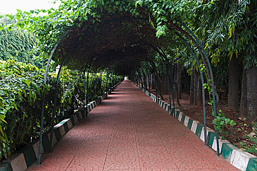 小路,植物园,班加罗尔,印度
