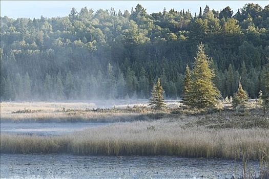 薄雾,上方,湿地,科斯河地区,阿尔冈金省立公园,安大略省,加拿大