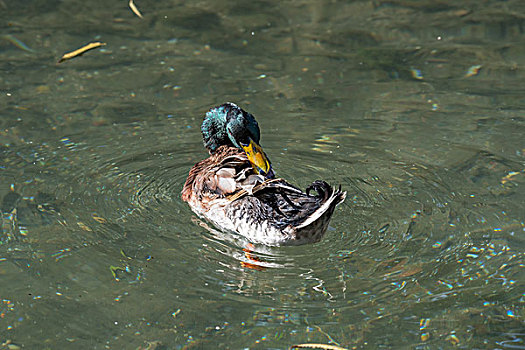 水中梳理羽毛的鸭子