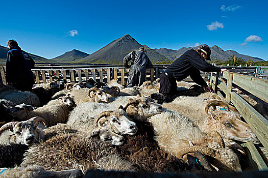 绵羊,畜栏,迁徙,靠近,冰岛,欧洲