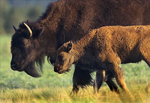 美洲野牛,野牛,幼兽,父母,北美