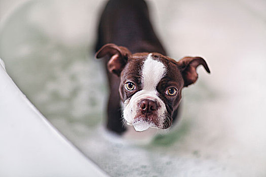 波士顿犬,小狗,站在水中,浴室,看镜头