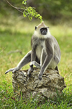 灰色,叶猴,坐,石头,国家公园,斯里兰卡,亚洲