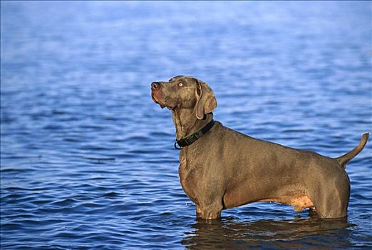 魏玛犬,狗,涉水,水中