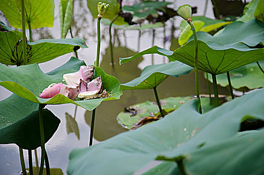 花落