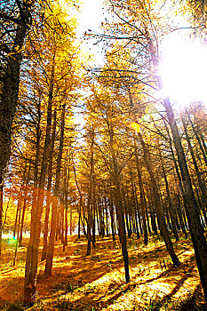 中国北方秋天落满黄色松针的松树林