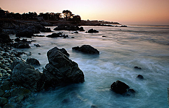 石头,海中,太平洋,小树林,加利福尼亚,美国