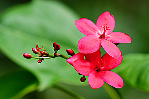 鸡蛋花,花卉,鲜花