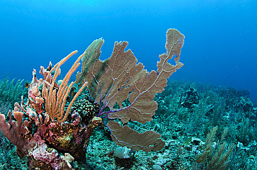 海扇,柳珊瑚虫,海洋,珊瑚礁,岛屿,伯利兹暗礁,伯利兹