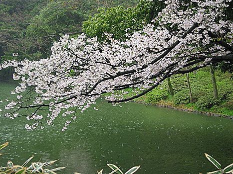 香川,公园,樱花,特写