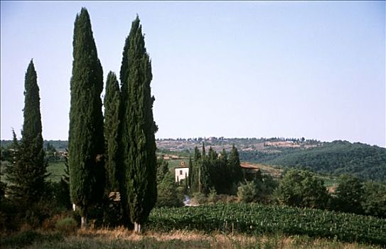柏树,葡萄园,托斯卡纳,意大利